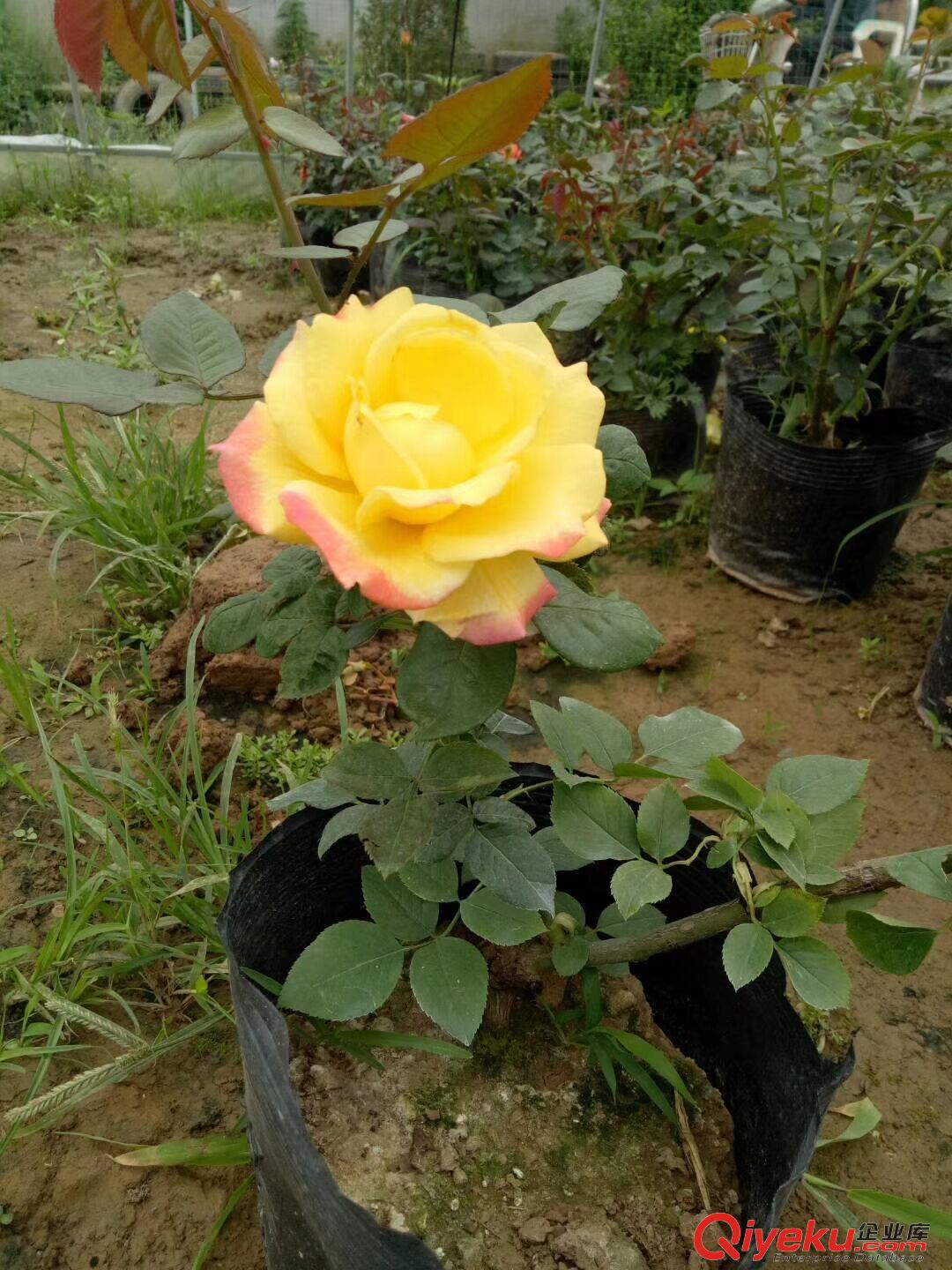 出售品種月季花苗 大花月季 歐洲月季花苗 大量優惠