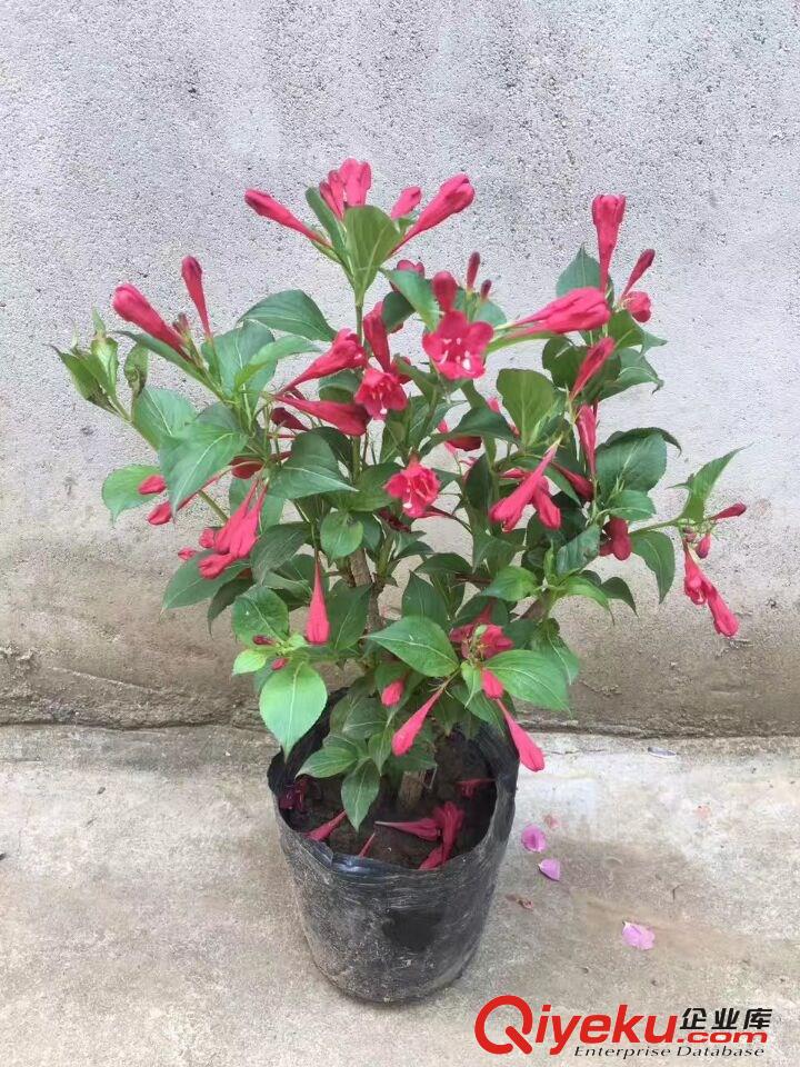 出售紅王子錦帶苗 王子錦帶苗大量?jī)?yōu)惠