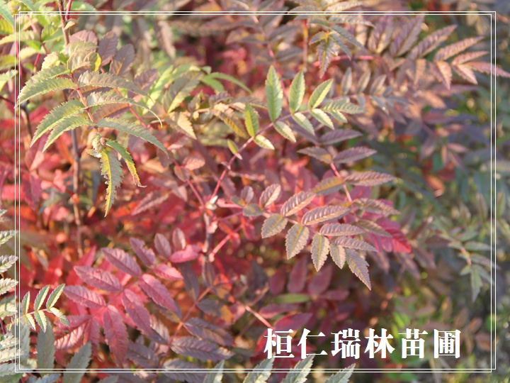 百華花楸苗 百花花楸樹苗 花楸小苗 遼寧花楸苗