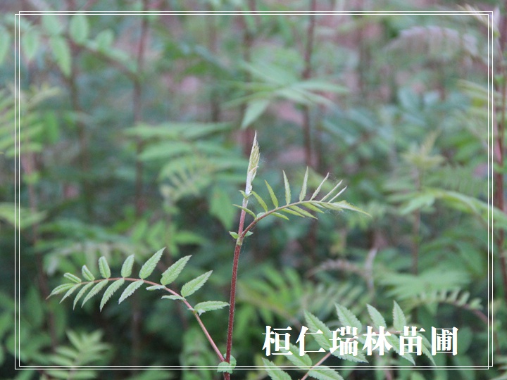 百华花楸苗 百花花楸树苗 花楸小苗 辽宁花楸苗