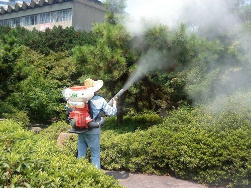 園林綠化養護圖片/四川花草植物盆栽/郫縣紫苑園藝場