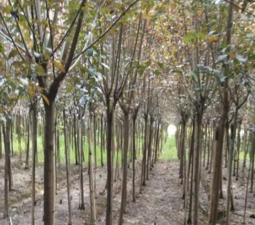 成都苗木批發-花草批發-郫縣紫苑園藝場