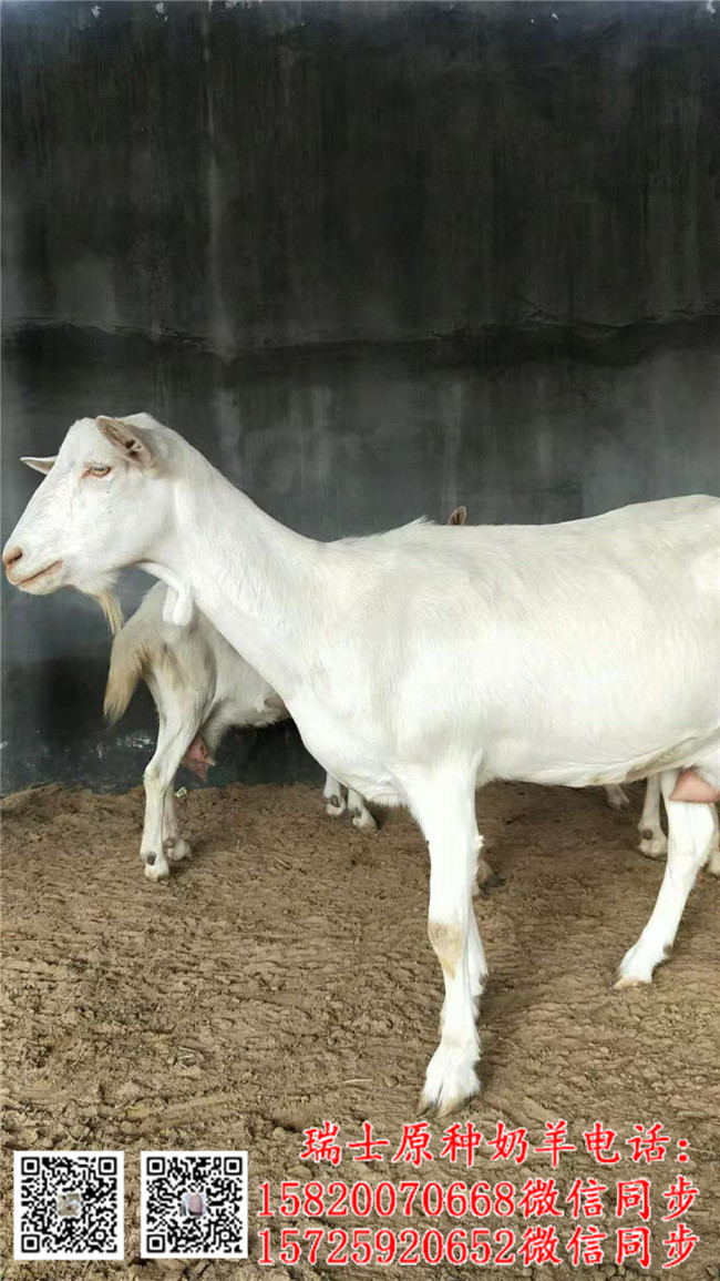 內蒙莎能奶山羊