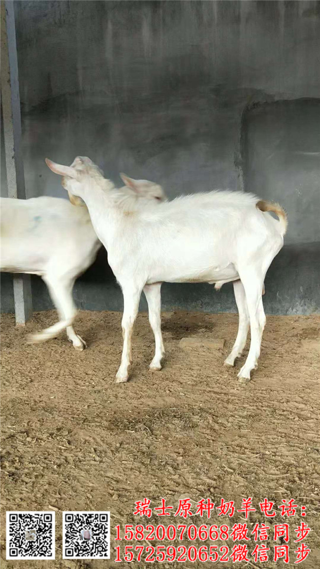 純種奶山羊養殖方法