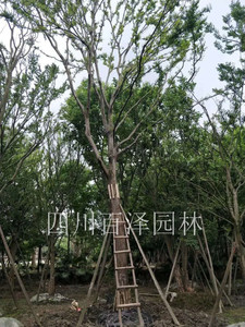 樸樹直供