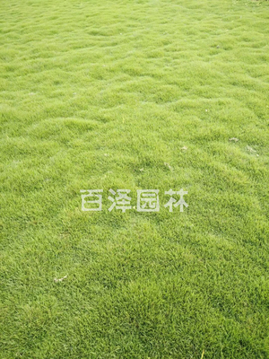 百慕大草坪價(jià)格