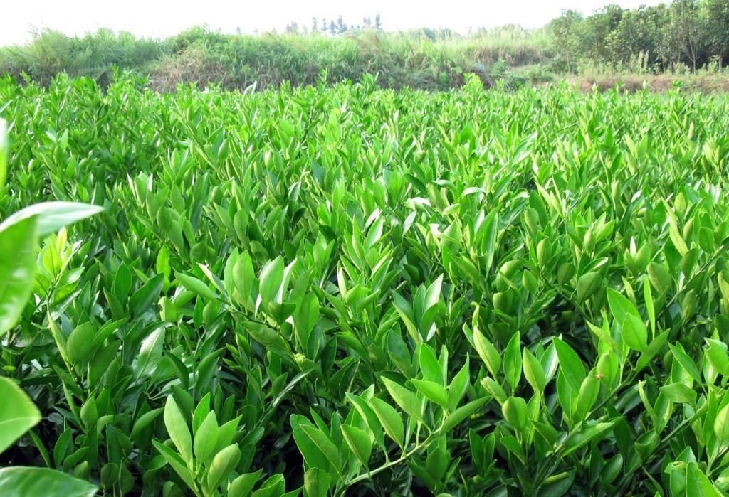貴州苗木采購網(wǎng)_小型盆栽哪里買_貴州常青園林建設(shè)有限公司