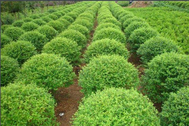 花式苗木-阿壩牛肉干批發-阿壩州三奧農林有限責任公司