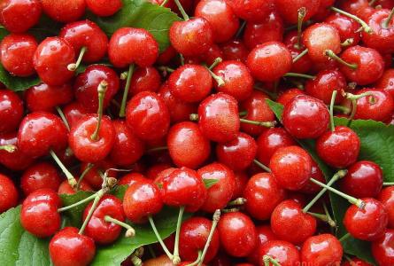 紅酒 水果 零食 化工類(lèi) 木材 報(bào)關(guān)清關(guān)進(jìn)出口 單證辦理
