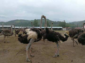 百馨鴕鳥+佳木斯鴕鳥養殖廠+佳木斯鴕鳥孵化廠+佳木斯鴕鳥產品銷售批發+佳木斯鴕鳥雛銷售批發13634457166