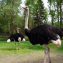 百馨鴕鳥+牡丹江鴕鳥養殖廠+牡丹江鴕鳥孵化廠+牡丹江鴕鳥產品銷售批發+牡丹江鴕鳥雛銷售批發13634457166