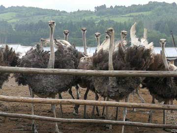 百馨鴕鳥+依蘭鴕鳥養殖廠+依蘭鴕鳥孵化廠+依蘭鴕鳥產品銷售批發+依蘭鴕鳥雛銷售批發13634457166