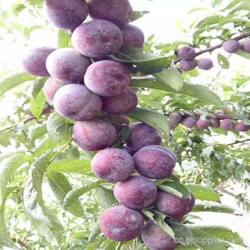 眉山新鮮水蜜桃批發(fā)_四川鳳凰李批發(fā)價格_眉山市東坡區(qū)三祠幸福