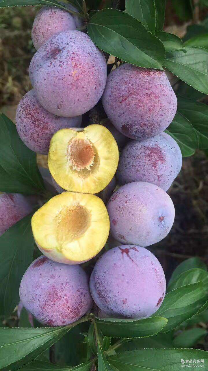 眉山鳳凰李批發價格