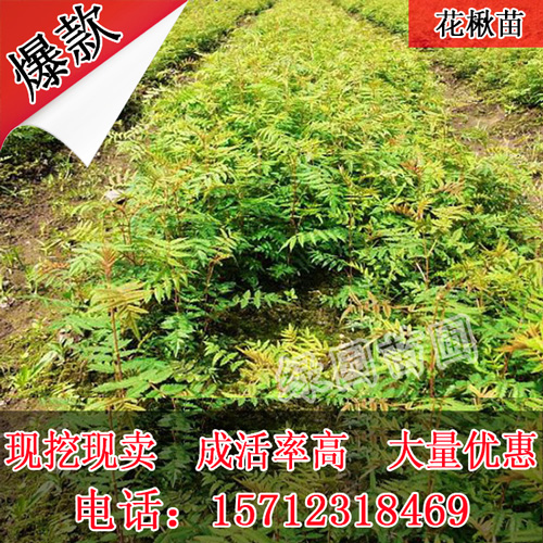 百华花楸苗 百花花楸树苗水榆花楸 花楸小苗 辽宁花楸苗大量优惠