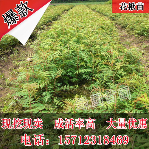 百华花楸苗 百花花楸树苗水榆花楸 花楸小苗 辽宁花楸苗大量优惠