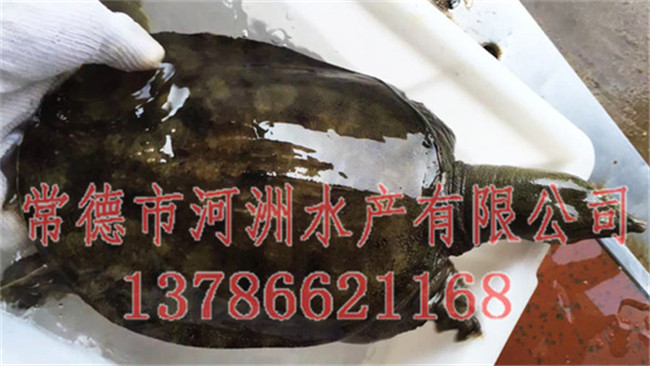 北京中華草龜批發(fā)-河洲水產(chǎn)貿(mào)易