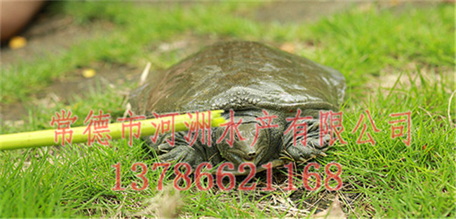 成都烏龜