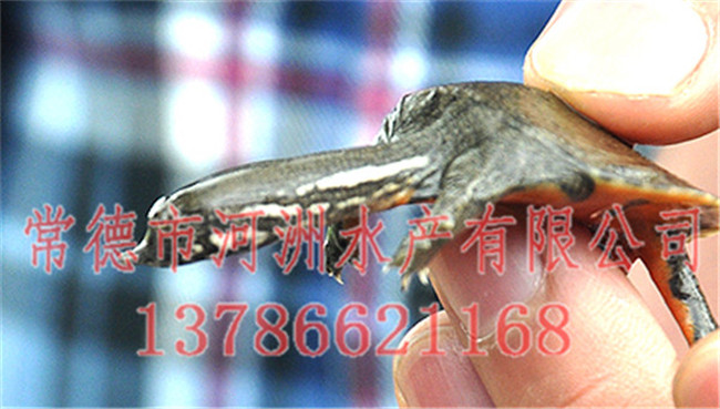 深圳野生烏龜-河洲水產(chǎn)貿(mào)易