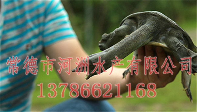 福州甲魚苗批發(fā)-河洲水產(chǎn)貿(mào)易