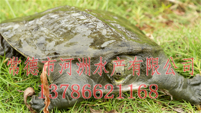 懷化甲魚批發(fā)-河洲水產(chǎn)貿(mào)易