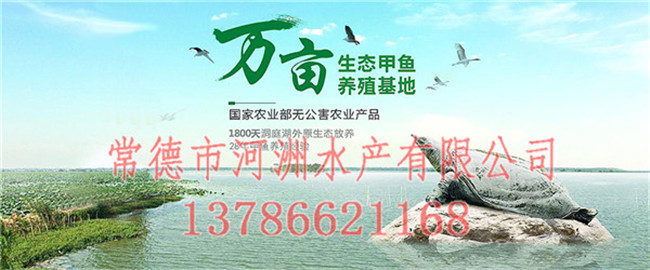 株洲甲魚苗批發(fā)