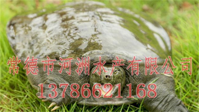 湖南野生甲魚批發(fā)