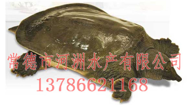 四川中華鱉皮套-河洲水產(chǎn)貿(mào)易