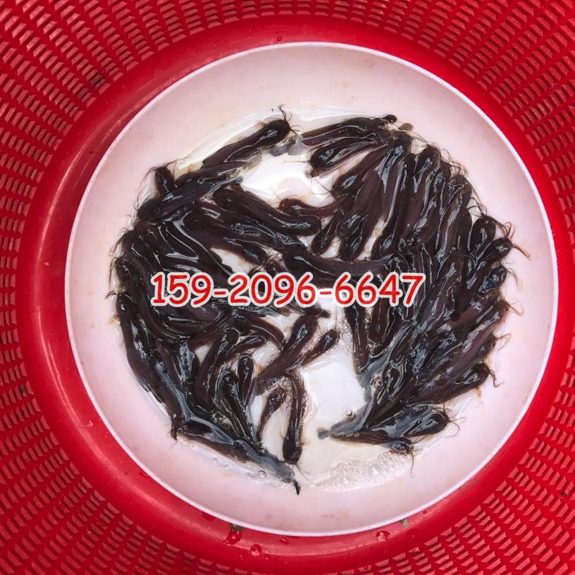 本地塘鲺魚苗批發胡子鯰魚苗出售本地塘角魚苗批發價格