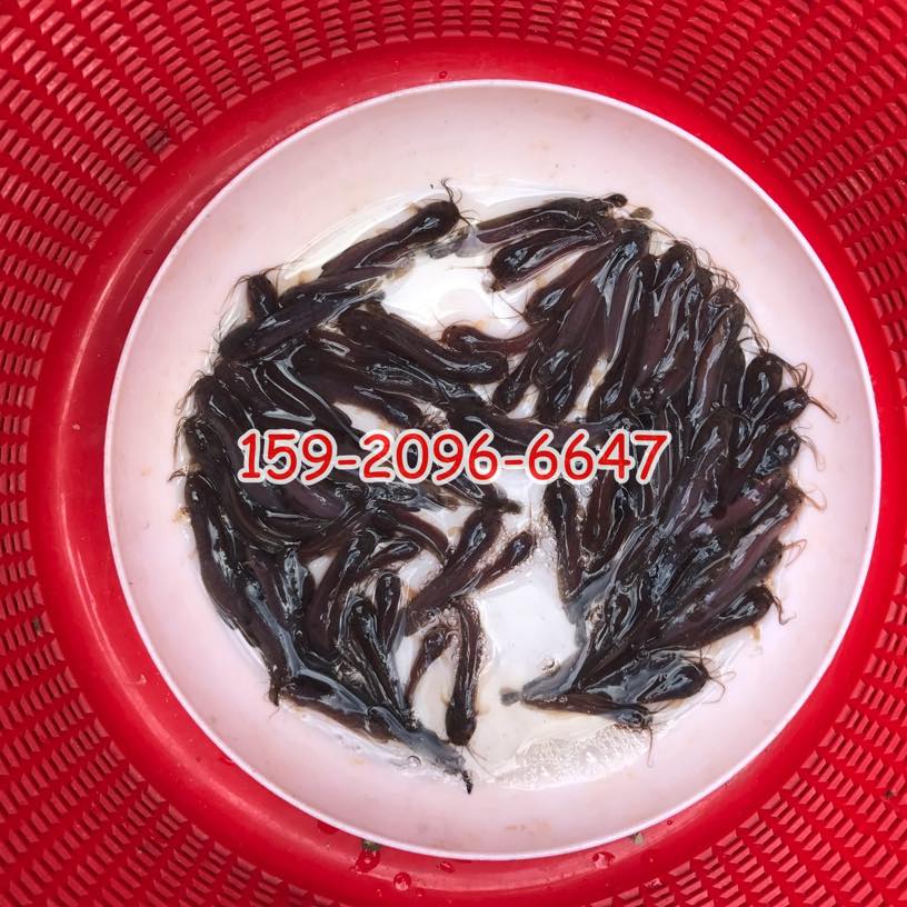 本地塘鲺魚苗批發胡子鯰魚苗出售本地塘角魚苗批發價格