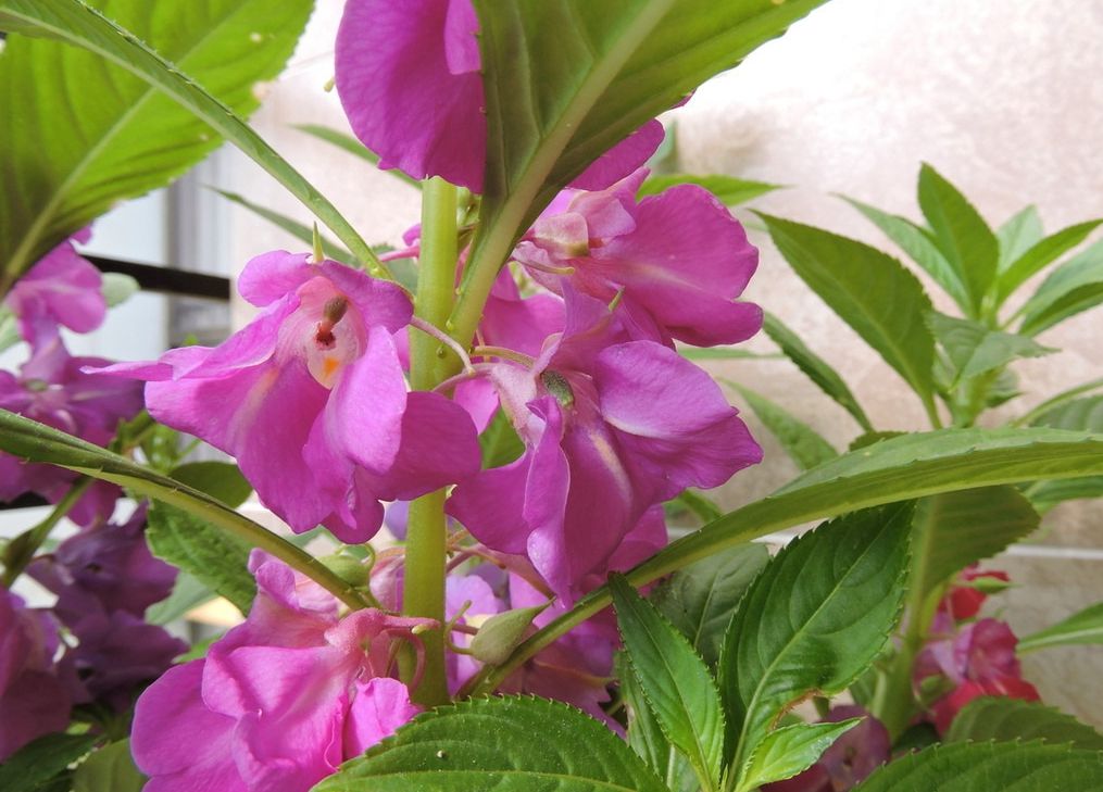 凤仙花批发 成都盆栽花卉价格 成都市郫都区锦程苗圃