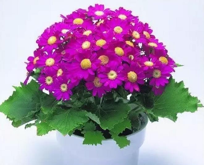 鳳仙花品種