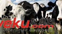 動物發(fā)酵飼料