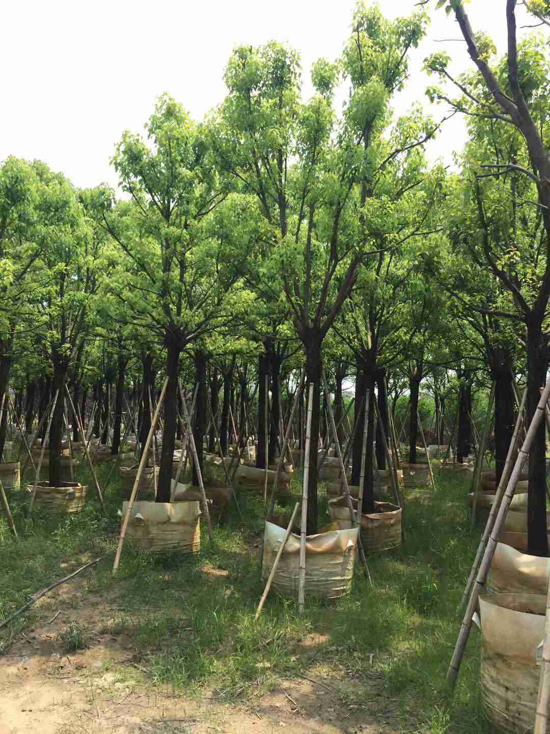 四川绵阳大骨架香樟价格，香樟高大挺拔