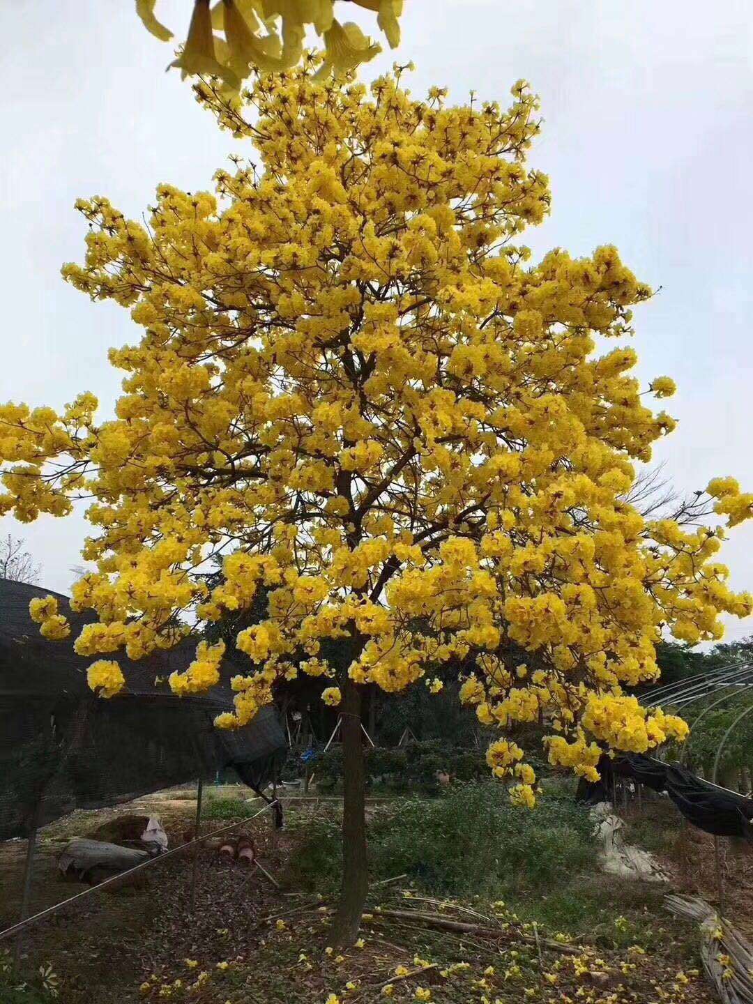 福建漳浦黄花风铃木基地供货，14公分多花的