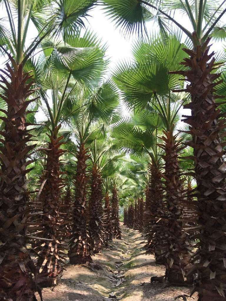 四川綿陽老人葵移植苗，高桿老人葵農戶直銷