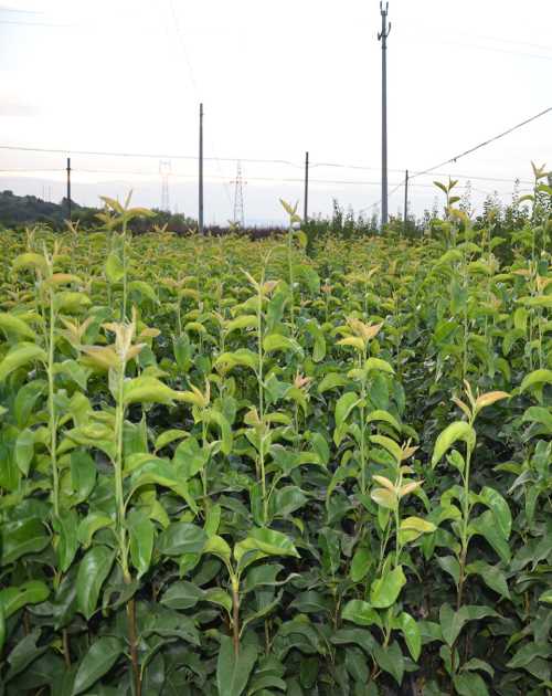 湖北青梅苗種植基地