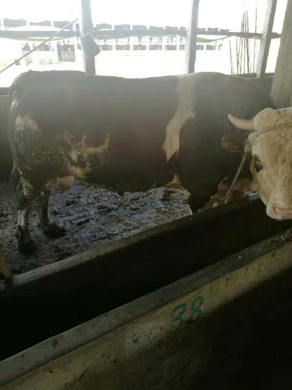 育肥牛專用飼料