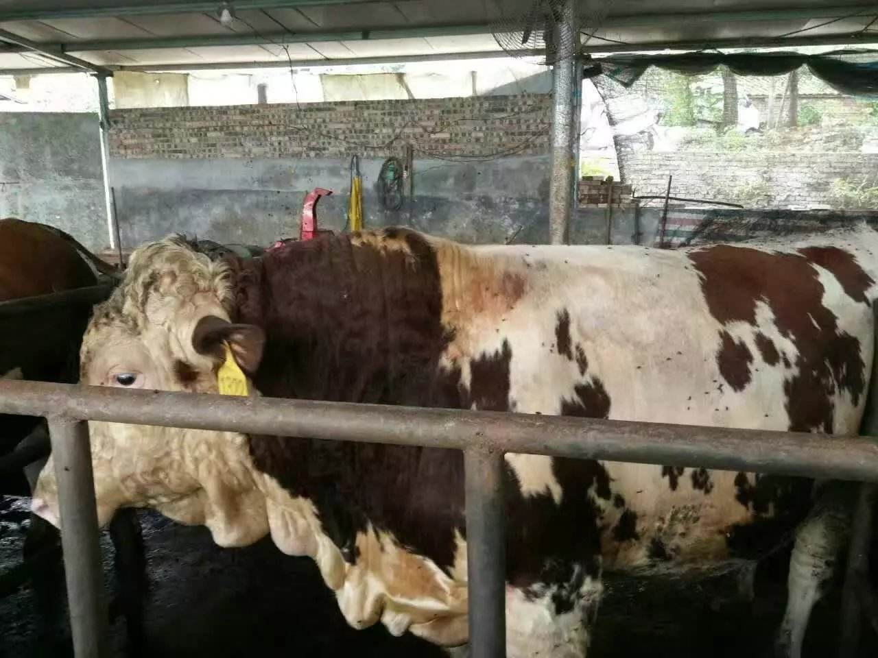育肥牛專用飼料