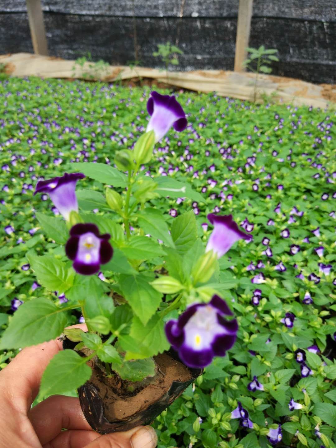 江蘇四季草花基地，連云港草花批發矮牽牛，時令草花長春花