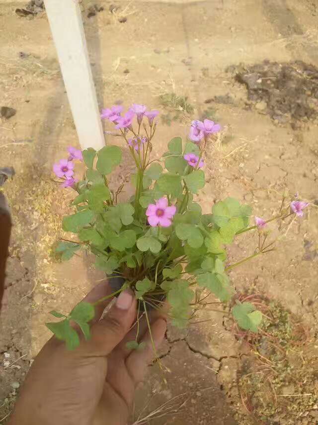 長治草花批發，時令草花基地一串紅，宿根草花八寶景天